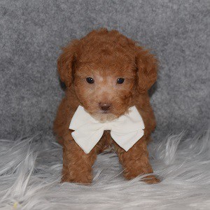 Poodle Puppy For Sale – Wilson, Male – Deposit Only