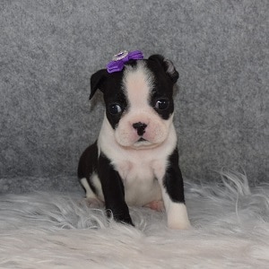 Boston Terrier Puppy For Sale – Checkers, Female – Deposit Only