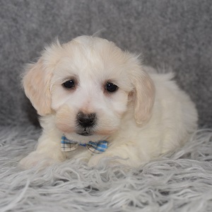 Maltichonpoo Puppy For Sale – Colt, Male – Deposit Only