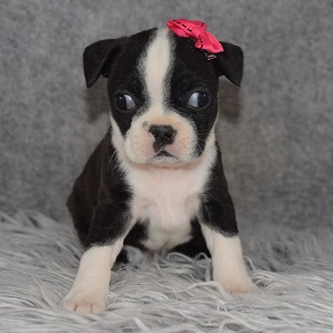 Boston Terrier Puppy For Sale – DeeDee, Female – Deposit Only