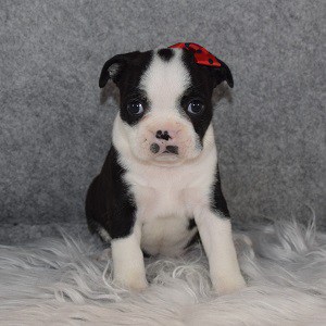 Boston Terrier Puppy For Sale – Domino, Female – Deposit Only