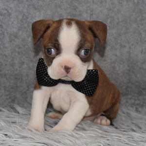 Boston Terrier Puppy For Sale – Doodle, Male – Deposit Only