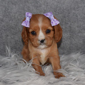 Cavalier Puppy For Sale – Francesca, Female – Deposit Only