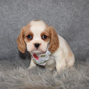 Cavalier Puppy For Sale – Freckles, Female – Deposit Only