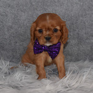 Cavalier Puppy For Sale – Fred, Male – Deposit Only
