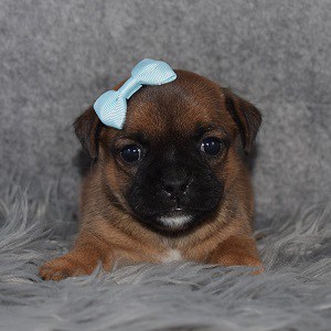 Jug Puppy For Sale – Gemma, Female – Deposit Only