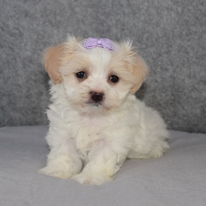 Maltichonpoo Puppy For Sale – Lace, Female – Deposit Only