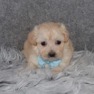 Maltichonpoo Puppy For Sale – Logan, Male – Deposit Only