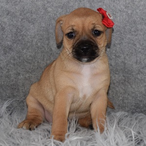 Jug Puppy For Sale – May, Female – Deposit Only