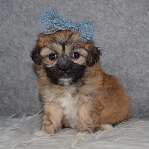 Shichon Puppy For Sale – Mozzarella, Female – Deposit Only