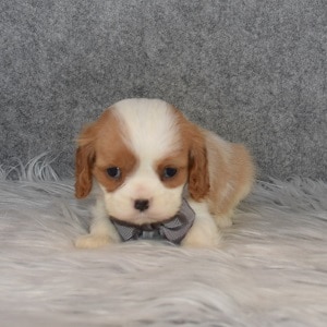 Cavalier Puppy For Sale – Ringo, Male – Deposit Only