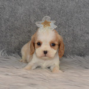 Cavalier Puppy For Sale – Rizzo, Female – Deposit Only