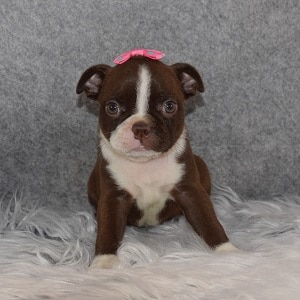 Boston Terrier Puppy For Sale – Ruby, Female – Deposit Only
