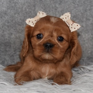 Cavalier Puppy For Sale – Ruby, Female – Deposit Only