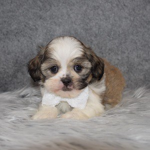 Shichon Puppy For Sale – Sable, Male – Deposit Only
