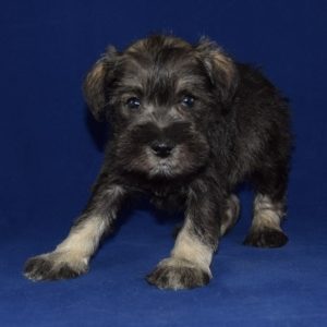 Mini Schnauzer puppy for sale in DC