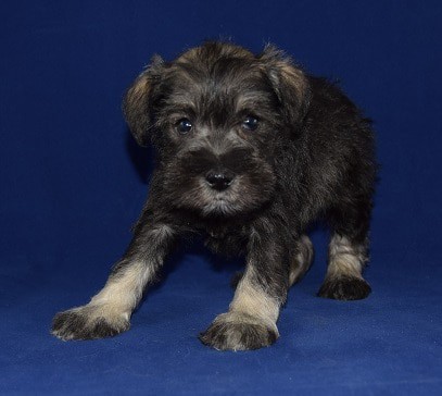Mini Schnauzer puppy for sale in DC