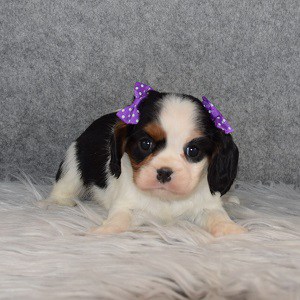 Cavalier Puppy For Sale – Scotlyn, Female – Deposit Only