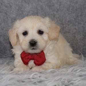 Maltichonpoo Puppy For Sale – Tadpole, Male – Deposit Only