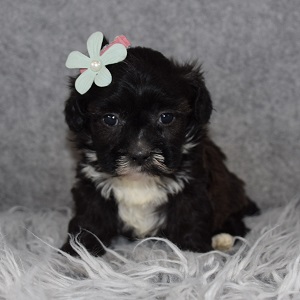 Shihpoo Puppy For Sale – Andromeda, Female – Deposit Only