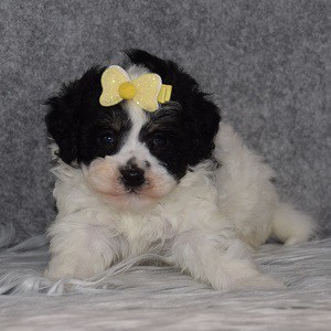 Havachon Puppy For Sale – Beemer, Female – Deposit Only