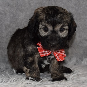 Havachon Puppy For Sale – Billy, Male – Deposit Only