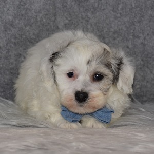 Havachon Puppy For Sale – Blueberry, Male – Deposit Only