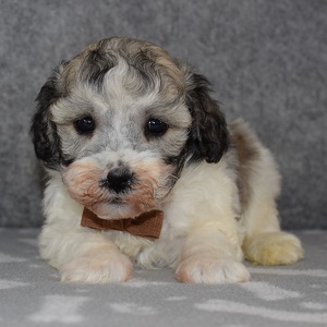 Havachon Puppy For Sale – Channing, Male – Deposit Only