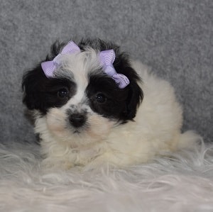 Havachon Puppy For Sale – Lavender, Female – Deposit Only