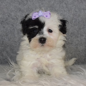 Havachon Puppy For Sale – Lilac, Female – Deposit Only