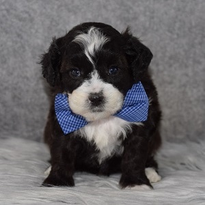 Shihpoo Puppy For Sale – Roman, Male – Deposit Only