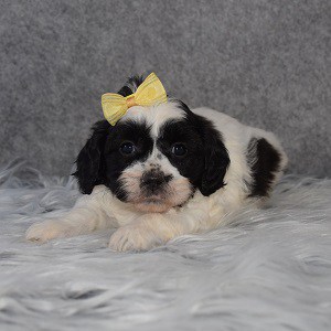 Shihpoo Puppy For Sale – Story, Female – Deposit Only