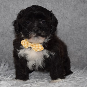 Shihpoo Puppy For Sale – Toasty, Male – Deposit Only