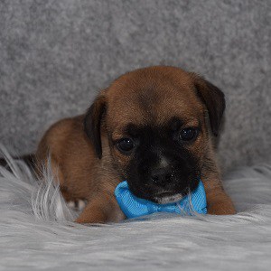 Jug Puppy For Sale – Abercrombie, Male – Deposit Only