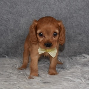 Cavapoo Puppy For Sale – Burgundy, Male – Deposit Only
