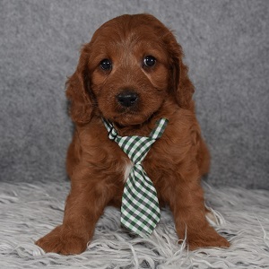 Cavapoo Puppy For Sale – Emmett, Male – Deposit Only