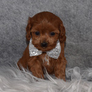 Cavapoo Puppy For Sale – Leo, Male – Deposit Only
