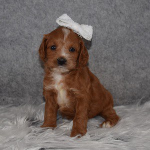 Cockapoo Puppy For Sale – Livia, Female – Deposit Only