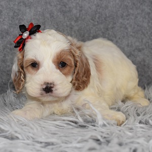 Cockapoo Puppy For Sale – Nesta, Female – Deposit Only