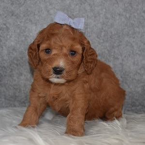 Cockapoo Puppy For Sale – Octavia, Female – Deposit Only