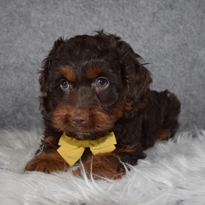 Cockapoo Puppy For Sale – Saturn, Male – Deposit Only