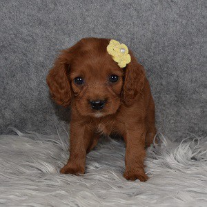 Cavapoo Puppy For Sale – Scarlet, Female – Deposit Only