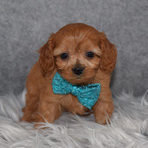 Cavapoo Puppy For Sale – Taurus, Male – Deposit Only