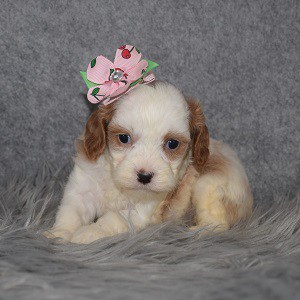 Cavapoo Puppy For Sale – Vienna, Female – Deposit Only