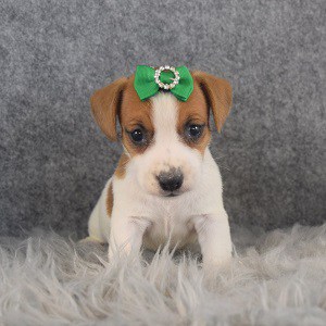 Jack Russell Puppy For Sale – Clover, Female – Deposit Only