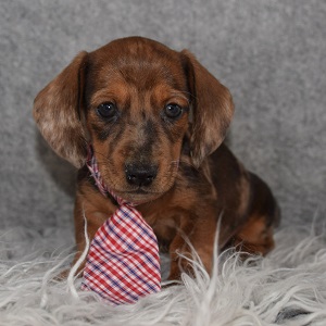 Dachshund Puppy For Sale – Peanut, Male – Deposit Only