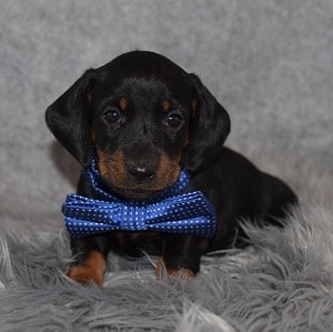 Dachshund Puppy For Sale – Ulysses, Male – Deposit Only