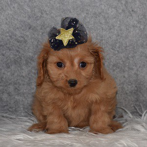 Cavapoo Puppy For Sale – Adrienne, Female – Deposit Only