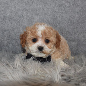 Cavapoo Puppy For Sale – Aiden, Male – Deposit Only