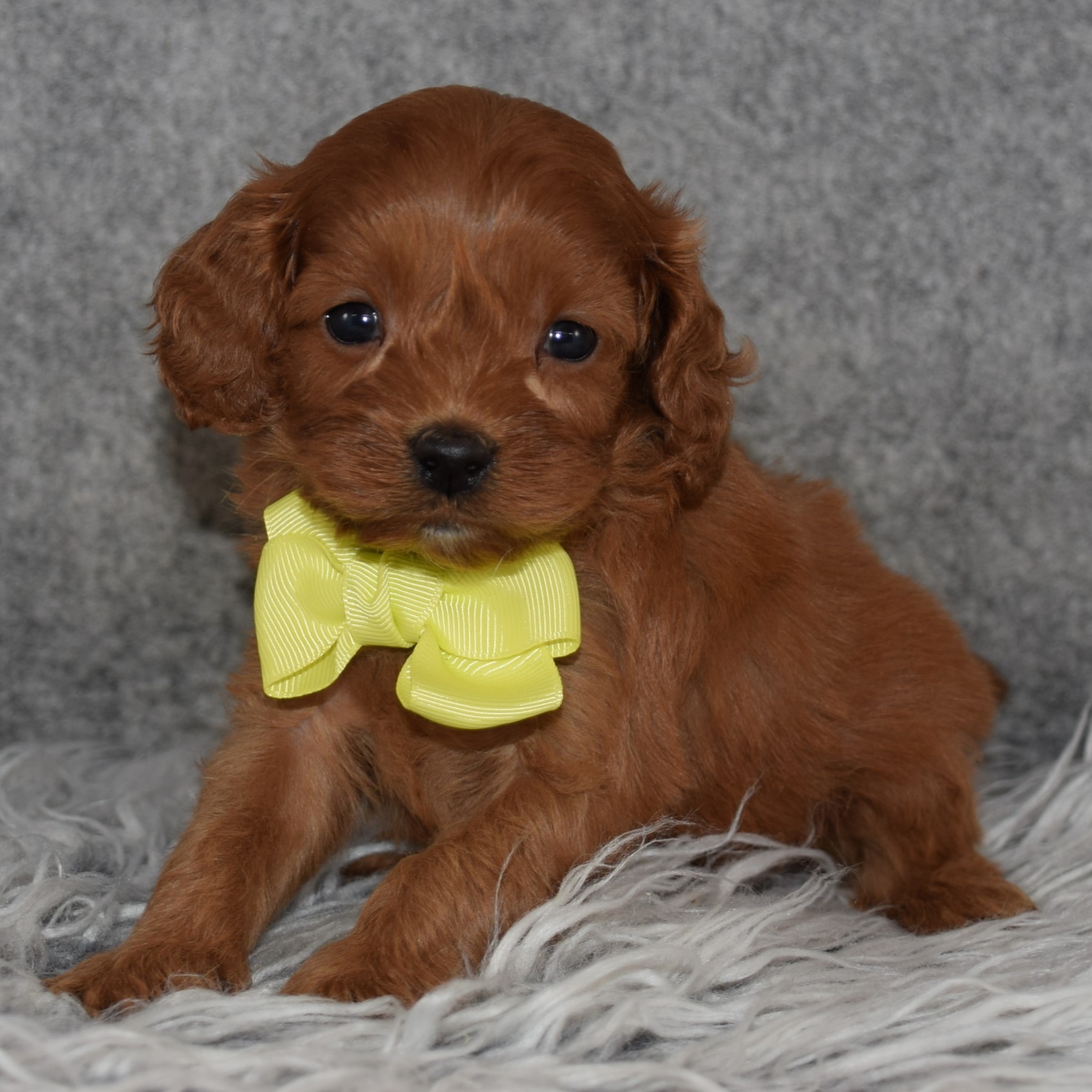 Cavapoo Puppy For Sale – Asparagus, Male – Deposit Only
